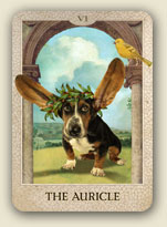 The Auricle