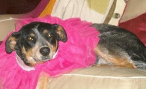 Tillietutucouchblog