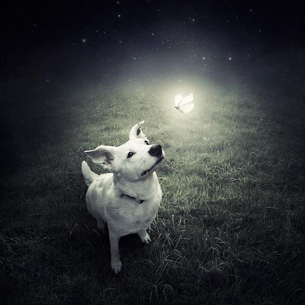 surreal-photoshop-images-shelter-animals-sarolta-ban-1